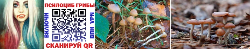 Купить  Миасс  Псилоцибиновые грибы Psilocybine cubensis 